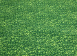 Grassy Green Wall to Wall Carpet - KidCarpet.com